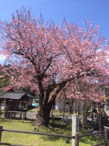 27.4.17百年桜