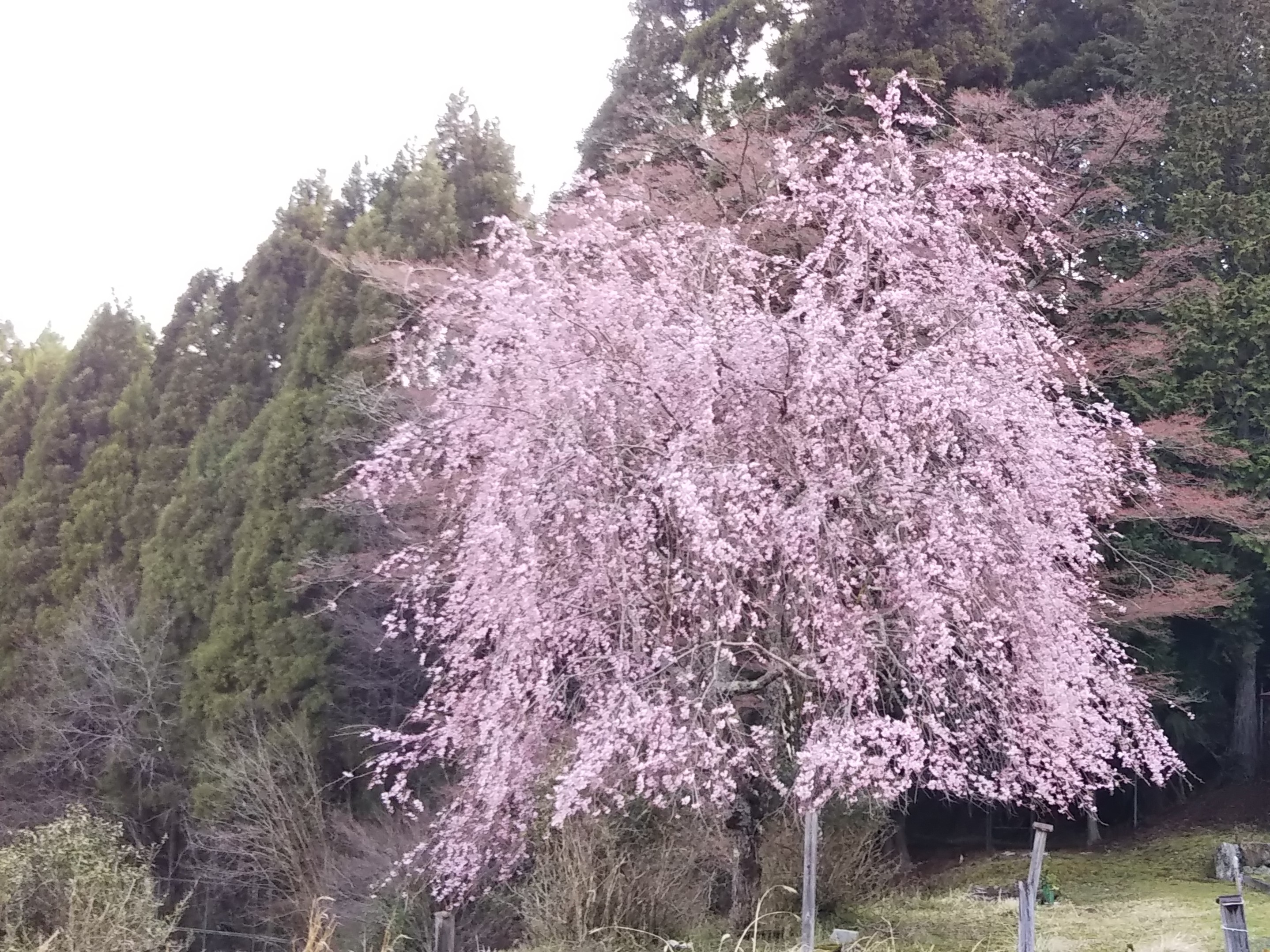 福徳寺 4月15日